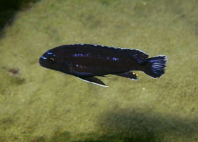 Pseudotropheus johannii 'Chuanga'